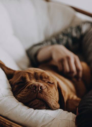 Hund Im Bett Studie Beweist Dass Schlafen Mit Hunden Gesund Ist Noizz