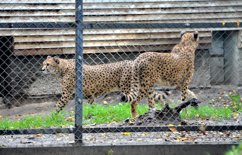 zaloty łódzkich gepardów w ZOO