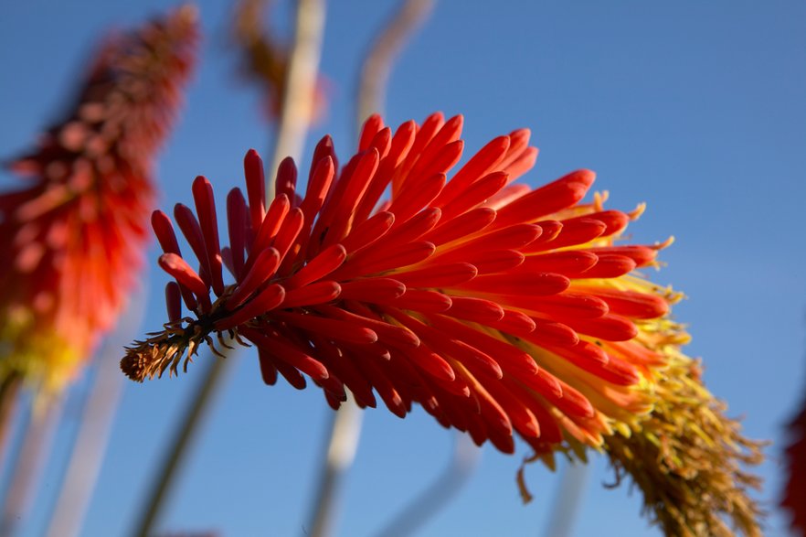 Trytoma groniastam (Kniphofia uvaria)