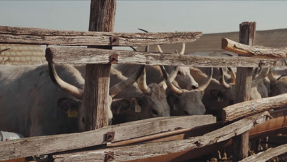 Nem mindennapi rövidfilm készült a hortobágyi pásztorok munkájáról