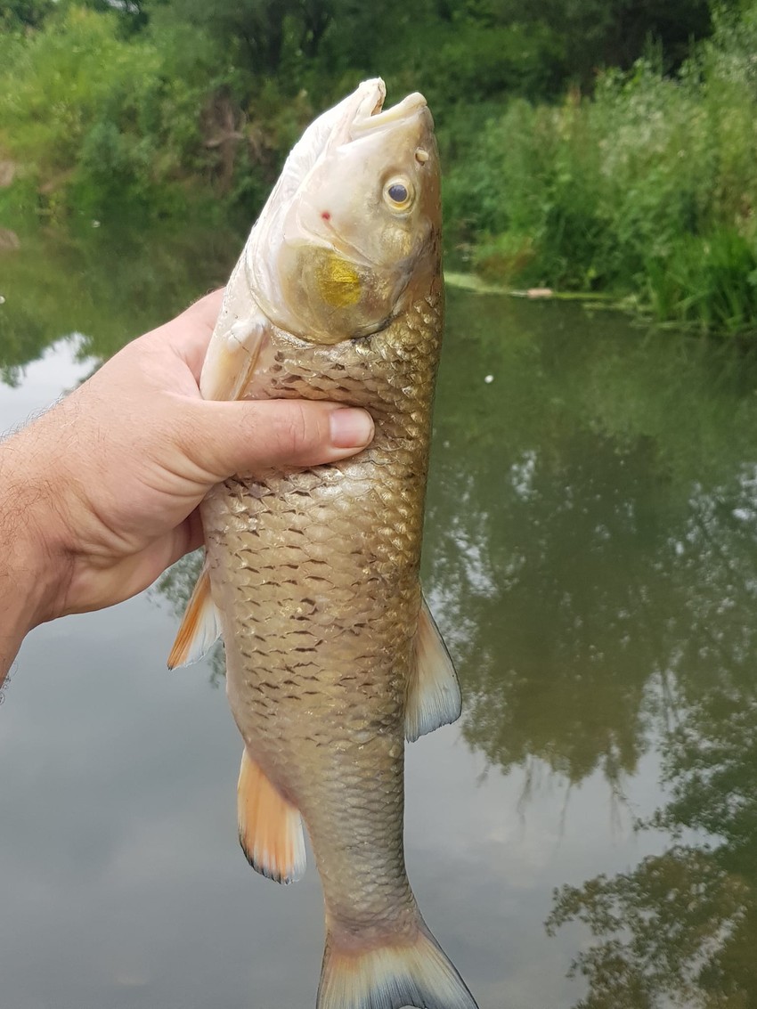 Nastradali su i veći i manji primerci skobalja, klena i drugih vrsta ribe