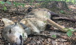 Najsłynniejszy wilk z Roztocza zastrzelony przez myśliwych