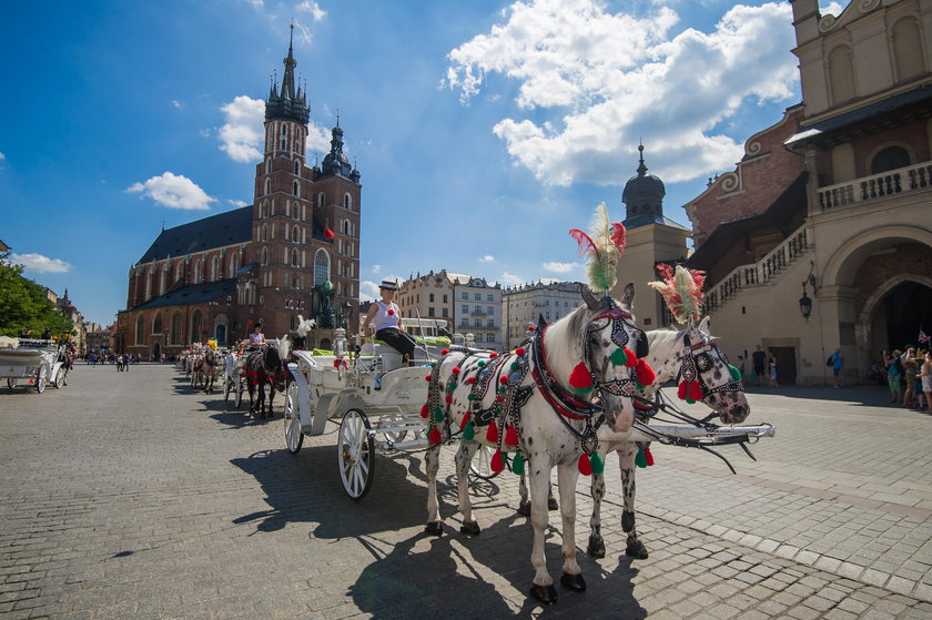 Konie na krakowskim rynku pracują w upale