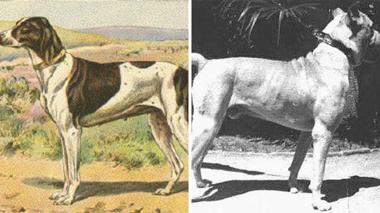 Unikátne plemená psov, ktoré už zanikli.