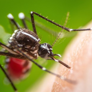 Vérzéses láz, Dengue-láz: tünetei, vizsgálata és kezelési lehetőségei
