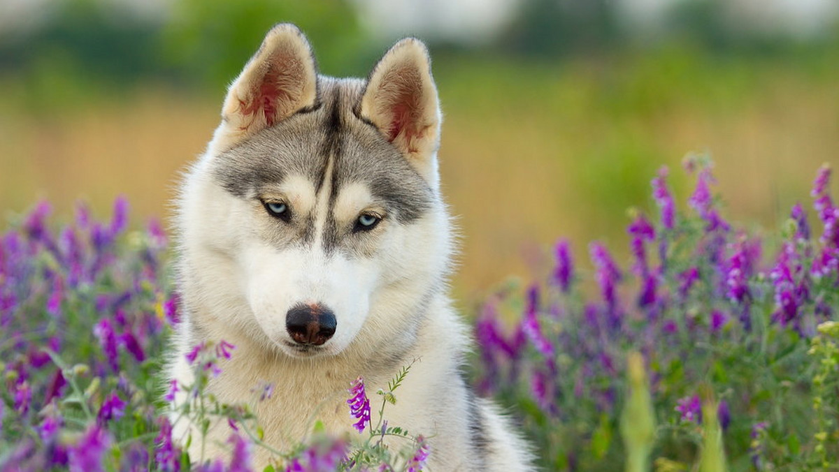 Zdjęcia trzyletniego husky'ego Loki i jego właścicieli robią furorę w sieci. I nic dziwnego - są najlepszym dowodem na to, że pies to najlepszy przyjaciel człowieka. Zobaczcie koniecznie - my już zazdrościmy!