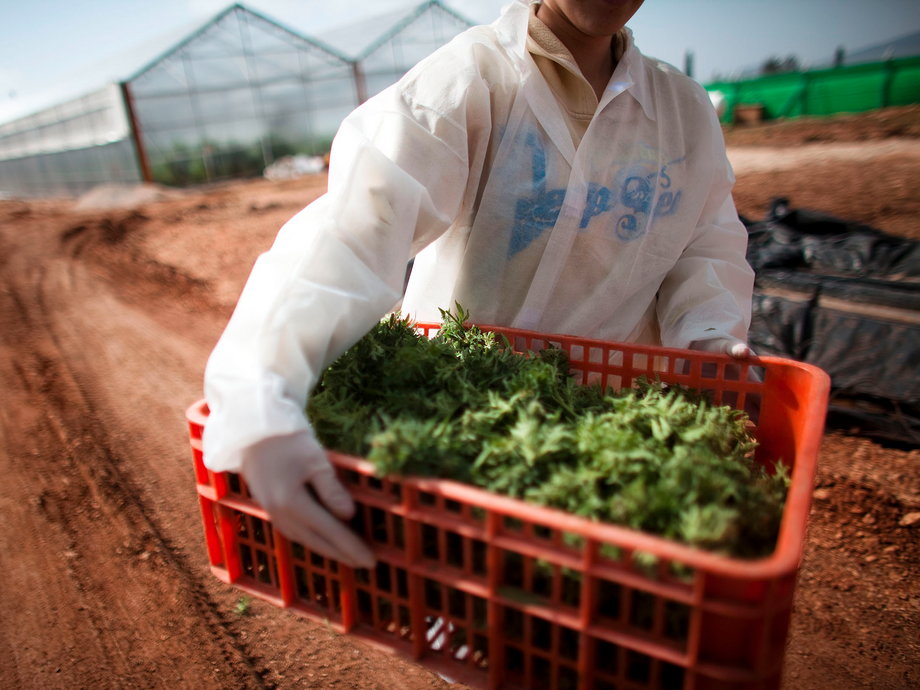 A worker carries medical marijuana at a growing facility.