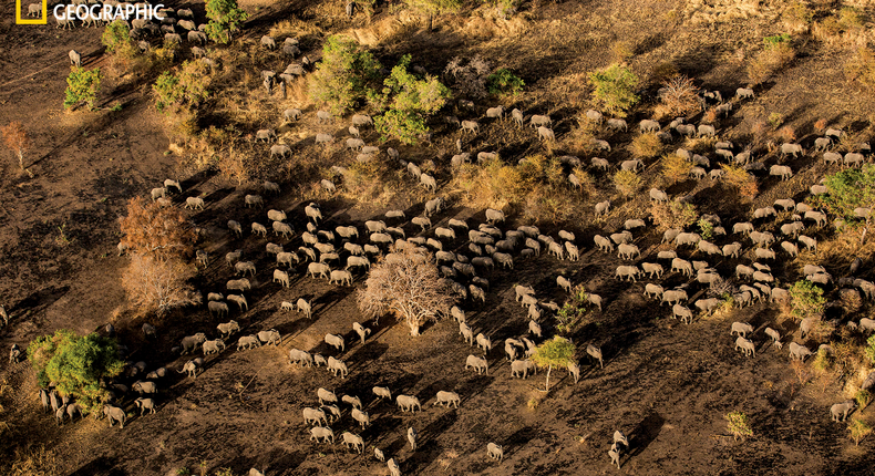 Zakouma National Park, Chad