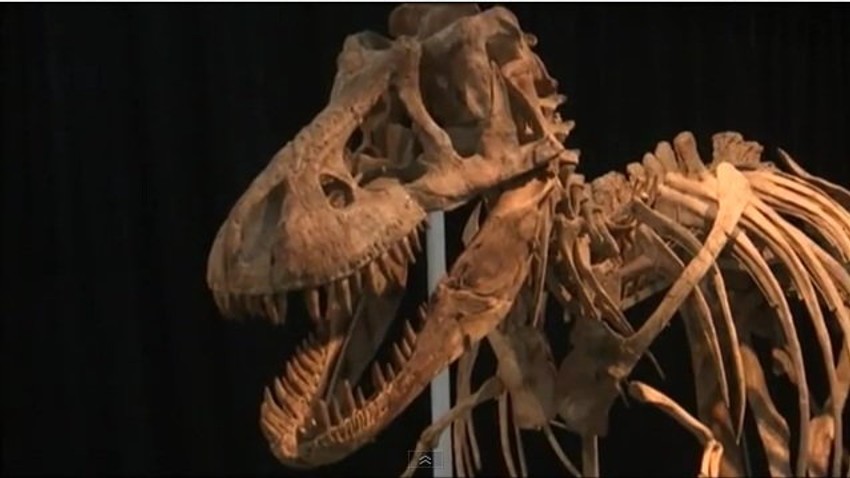 Tiranosaurus batar, rođak T-reksa