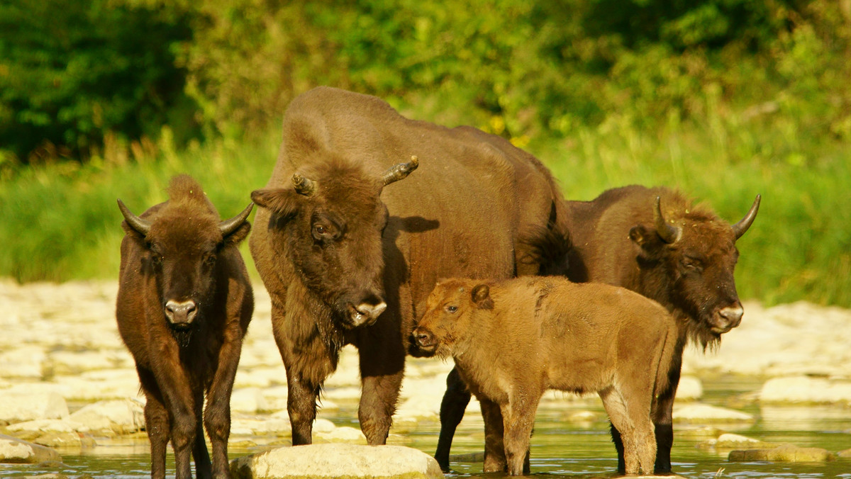 Bieszczady. Żubry opuszczają łąki. Na świat może przyjść 100 młodych osobników