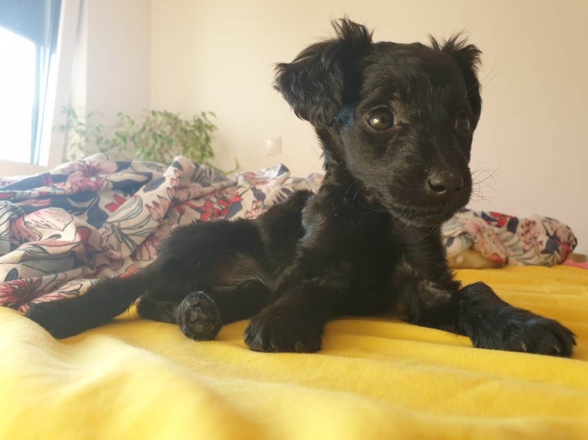 Lusi je nađena ispod kontejnera u Zemunu