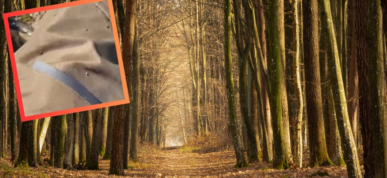 Leśnik pokazał nagranie z lasu. Dla wielu to przerażający widok