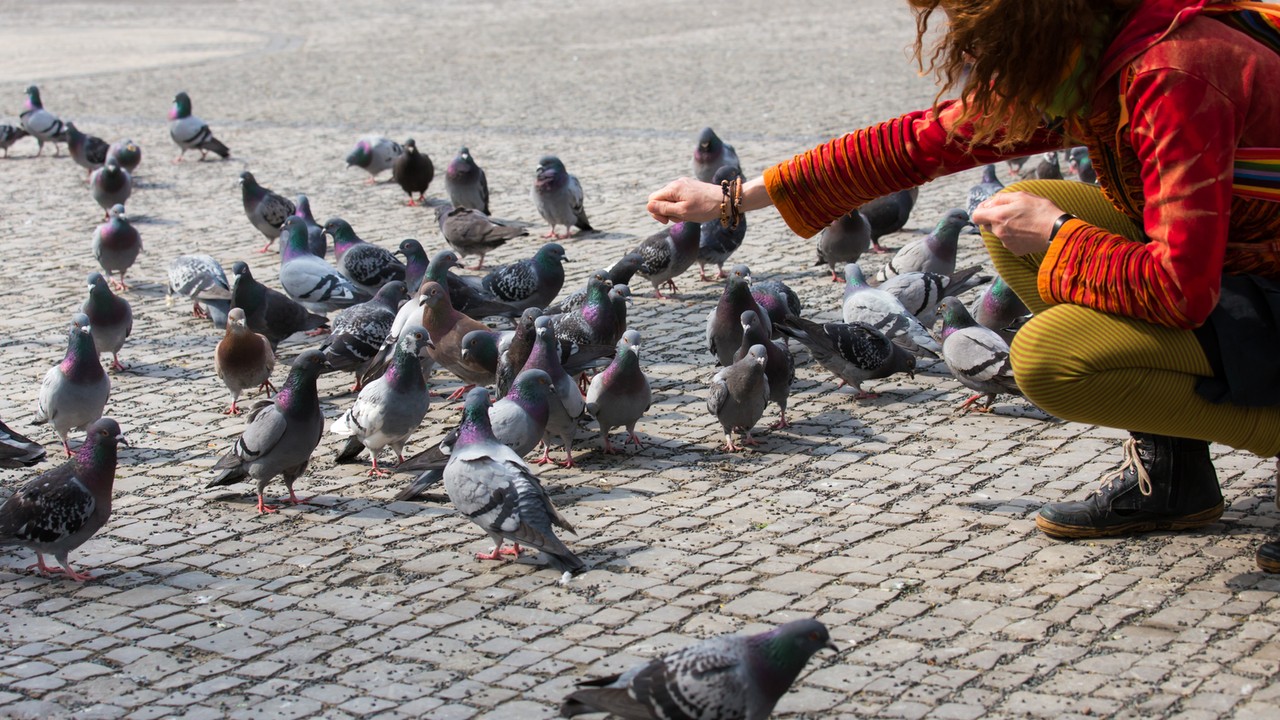 Niemieckie miasta idą na wojnę z gołębiami. "Wchodziły choćby do piekarni"