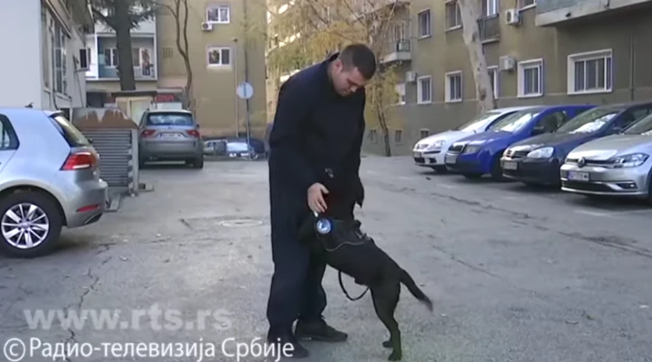 Onil, francuski pas carinik