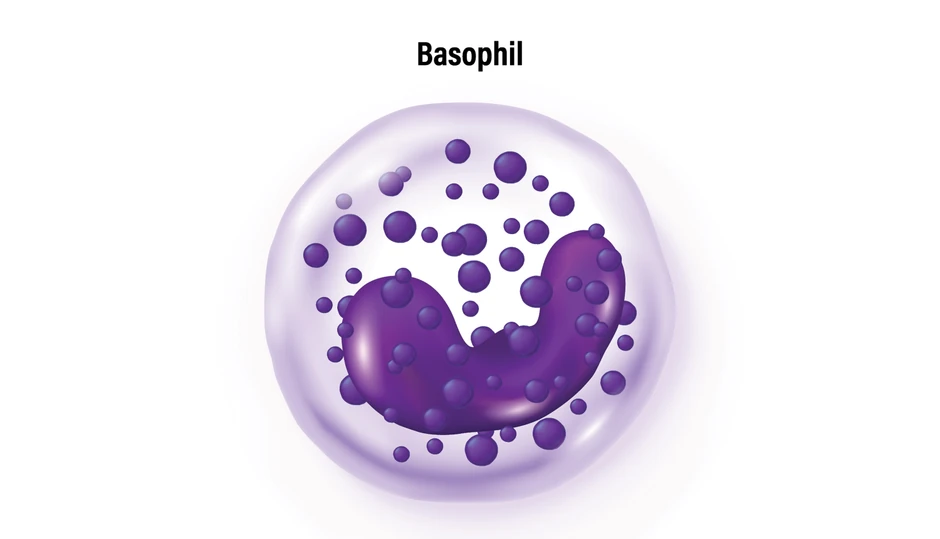 Bazofili čine manje od 1 odsto svih belih krvnih zrnaca
