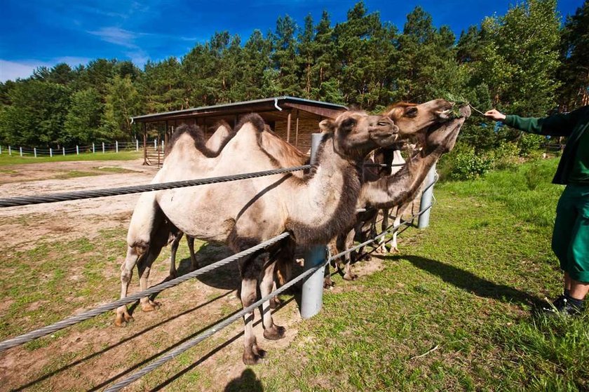 Wielbłądy zjadają polskie choinki!