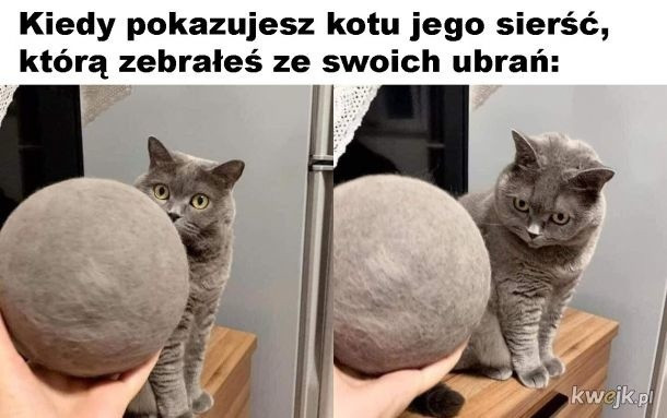 Zobacz najlepsze memy o kotach. Samo życie