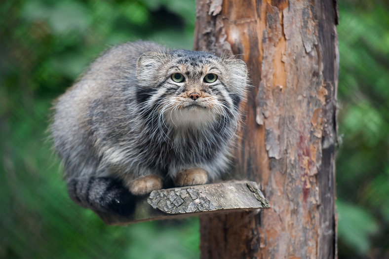 Manul