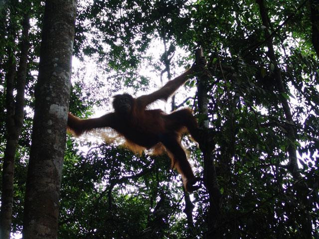 Galeria Indonezja - Orangutany z Sumatry, obrazek 17