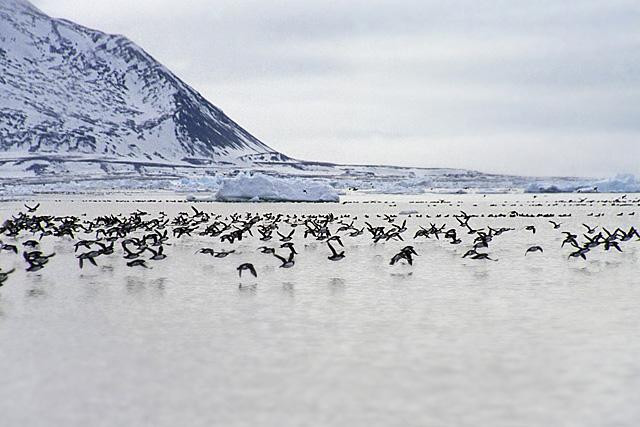 Galeria Wystawa polarnej fotografii przyrodniczej "Ptaki Spitsbergenu", obrazek 30