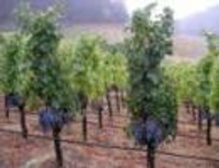 Turyści wracają do winnic. Czeka na nich blisko 100 gospodarstw