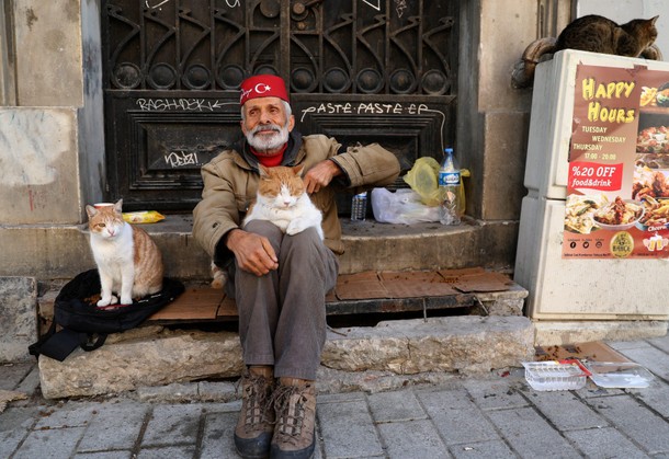 The Wider Image: Istanbul: city of cats