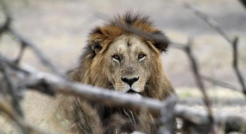 A lion rests at Tanzania's Serengeti National Park August 19, 2012. REUTERS/Noor Khamis