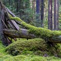 Z polskich lasów znika mech. Wywożą go do Niemiec ciężarówkami