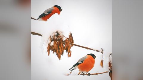 Birds in Poland on Instagram: "Zdjęcie może niedoskonałe, ale gil + śnieg 🥰 / [ENG] Not a perfect photo, but snow is getting rare in my...
