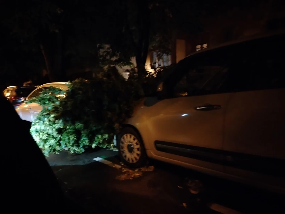 Drvo palo na automobil