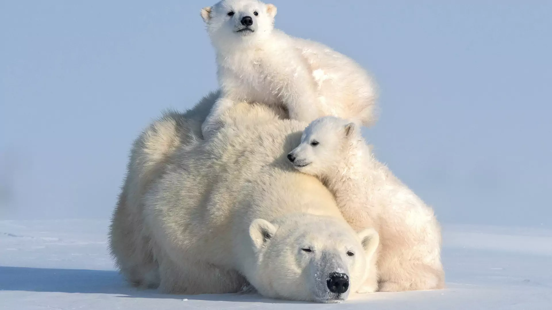Do 2100 zniknie prawie cała populacja niedźwiedzi polarnych, twierdzą naukowcy
