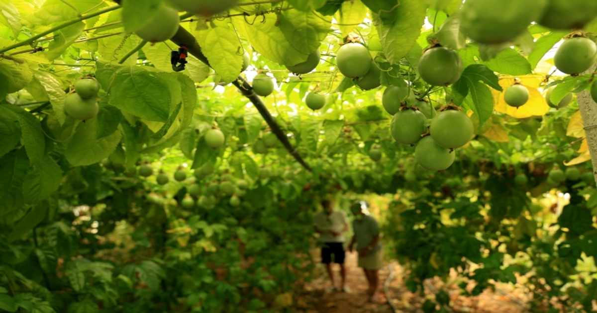 Albanie : fruits tropicaux et réchauffement climatique