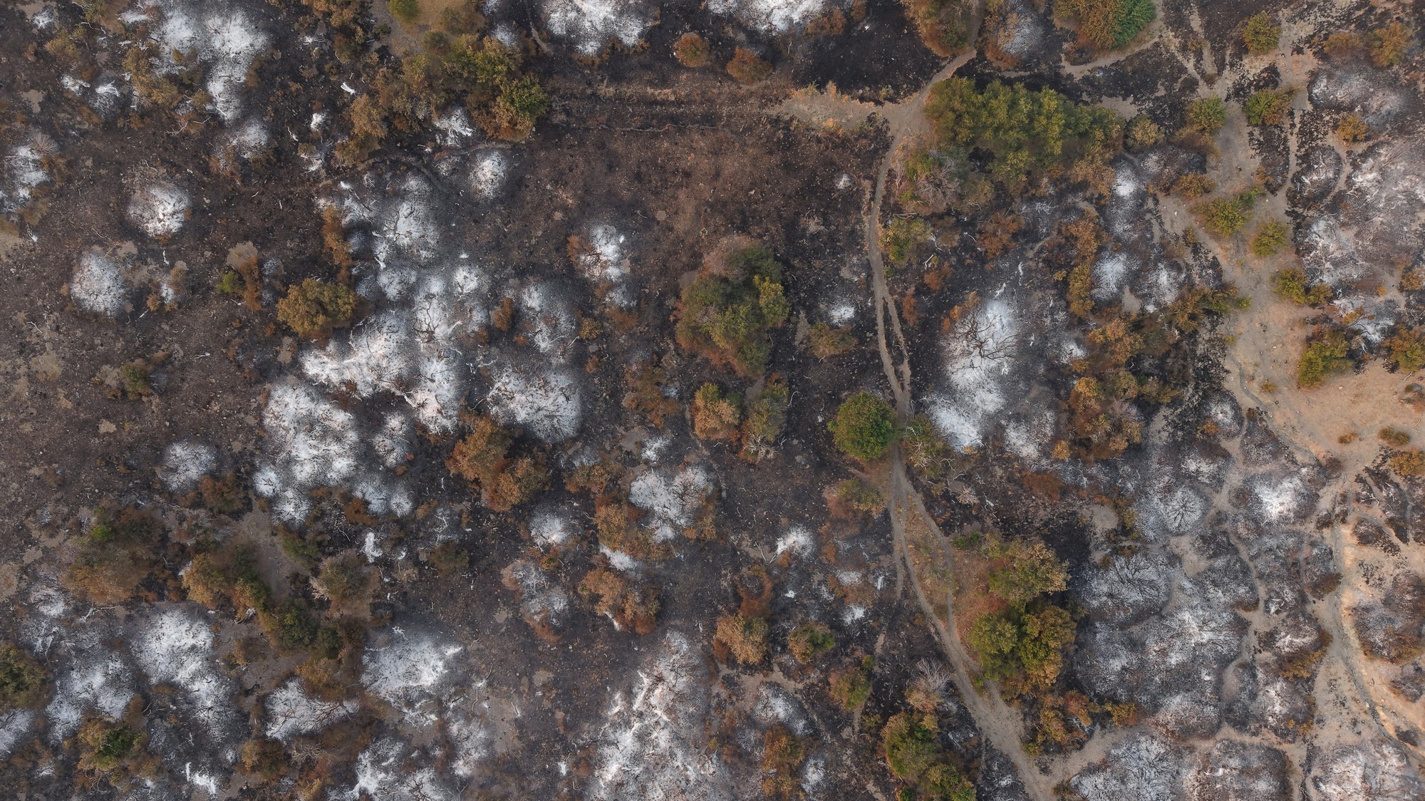 Pohľad z dronu ukazuje stromy spálené lesnými požiarmi v Cholile, v patagónskej provincii Chubut v Argentíne.
