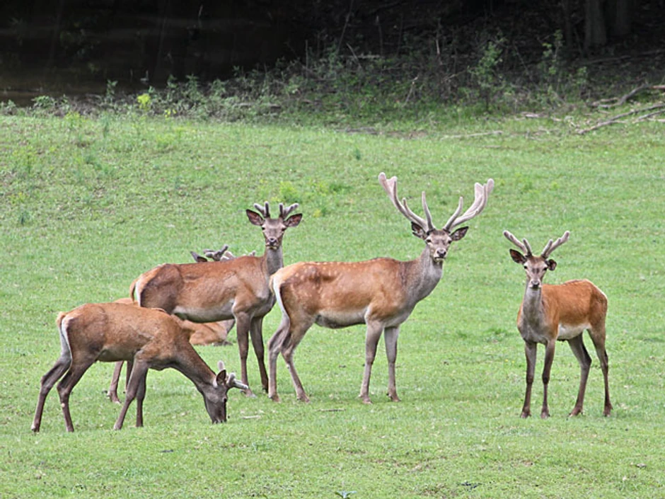 jeleni jp fruska gora