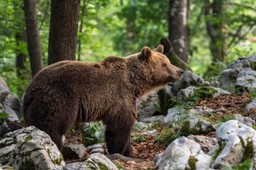 niedźwiedzie śpią czy hibernują? ekspert wyjaśnia, co naprawdę dzieje się w zimie