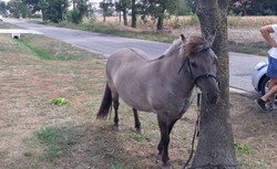Jechał "wężykiem" na kucu. Tak świętował odnalezienie zwierzęcia