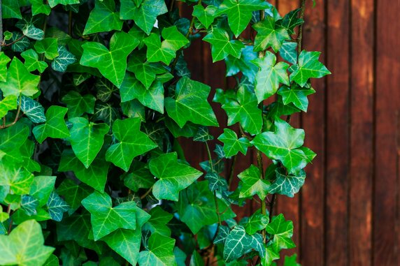 Bluszcz pospolity, bluszcz Hedera Hedera helix – jest mało wymagającym zimozielonym pnączem, które wspaniale prezentuje się na ścianach domów, pniach drzew, ogrodzeniach, a także na tarasach i balkonach. W warunkach naturalnych bluszcz jest rośliną prawnie chronioną. Bluszcz na balkon dorasta do 20 m długości, więc szybko utworzy zieloną osłonę, chroniąc naszą prywatność. Bluszcz na balkon wymaga zastosowania odpowiednich podpór. Przy pomocy czepnych korzonków wspina się także na ściany. Bluszcze Hedera mogą być uprawiane na stanowiskach słonecznych i zacienionych. Chętnie wybierane są odmiany o ciekawie wybarwionych pędach i liściach. Bluszcz ‘Duckfoot’ zwraca uwagę czerwonawymi pędami, natomiast odmiana ‘Plattensee’ zachwyci zimą swoim brązowofioletowym ulistnieniem. Pielęgnacja ozdobnego pnącza polega na przesadzaniu rośliny każdego roku do świeżego podłoża, wraz z dotychczasową bryłą ziemi. Pędy przycinamy na oczekiwaną długość. Regularnie usuwamy uszkodzone i uschnięte liście.