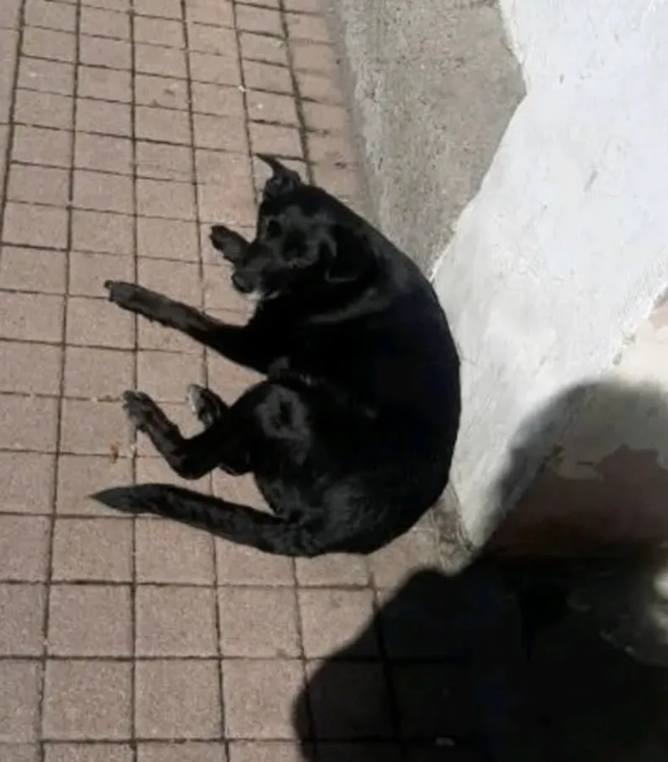 Pas Gara ispred dvorišta u Admirala Geprata