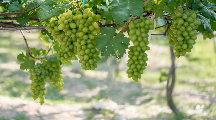 A fehér szőlőből készülő irsai olivért tesztelték Fotó: Northfoto