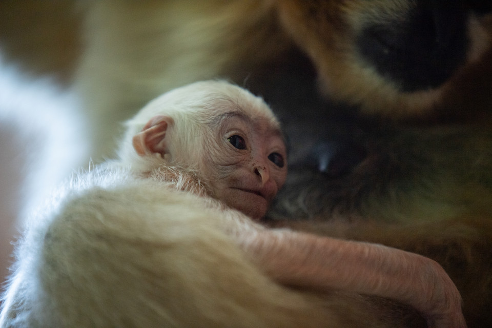 Baby boom w ogrodzie zoologicznym we Wrocławiu: gibon białopoliczkowy