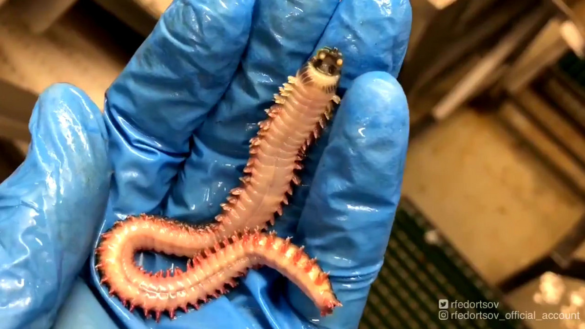 Stworzenie, które rosyjski rybak Roman Fiedorcow wyłowił z głębin oceanu wygląda jak żywcem wyjęte z horroru. Na filmiku, którym podzielił się na Twitterze widać, jak dziwny robak wije się i otwiera "paszczę". Zobaczcie sami to niesamowite znalezisko.