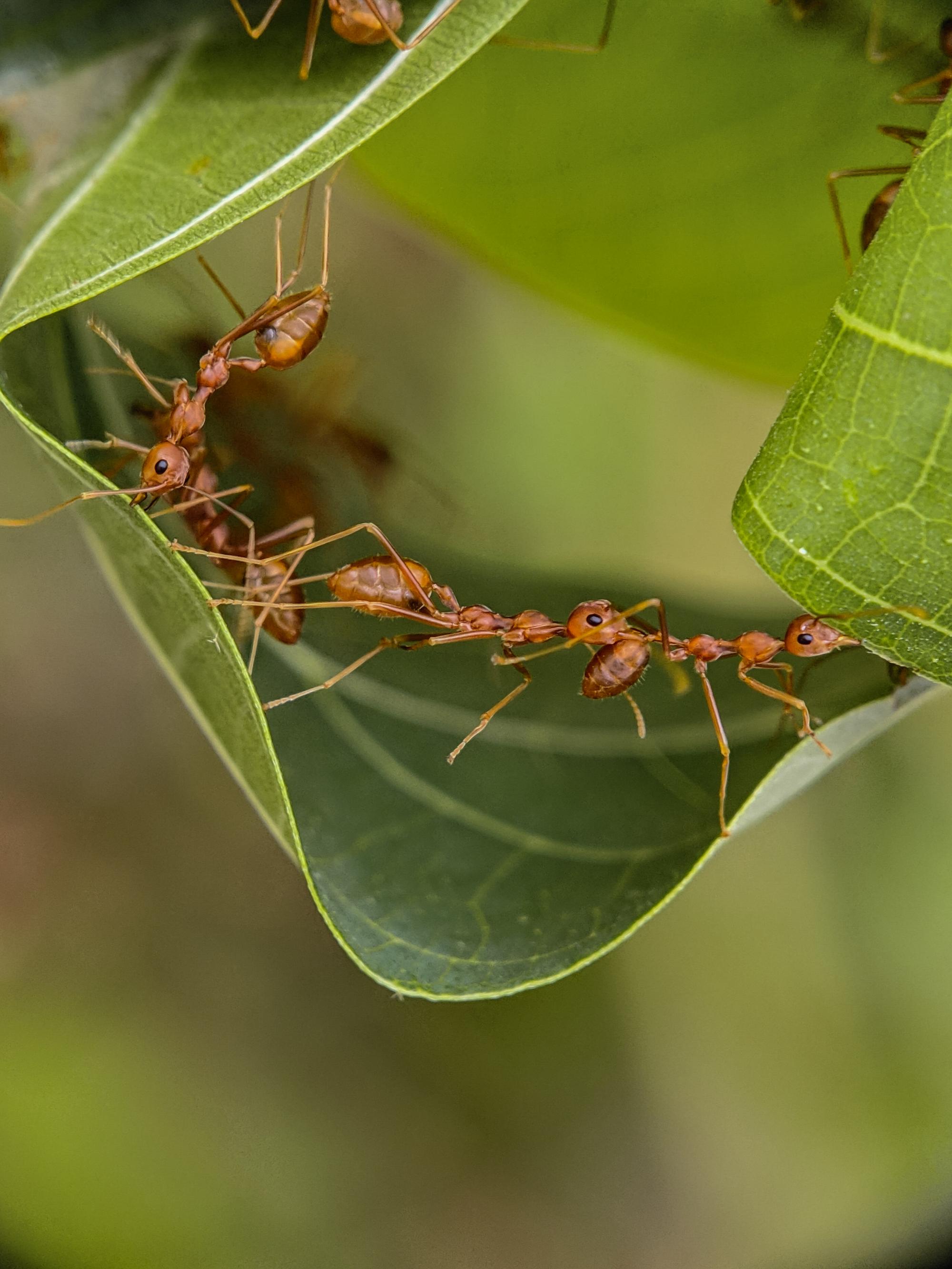 Červené ohnivé mravce