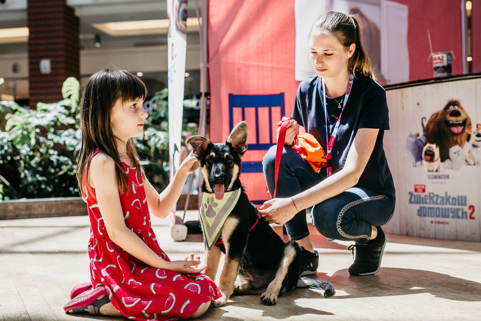 "Sekretne życie zwierzaków domowych 2": ogólnopolska trasa z bohaterami filmu w Krakowie /  / Dopler z Dog Rescue