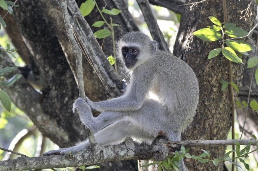 Cercopithecus aethiops