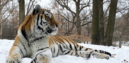 Tygrys Putin nie żyje. Ulubieniec odwiedzających zoo miał zawał serca