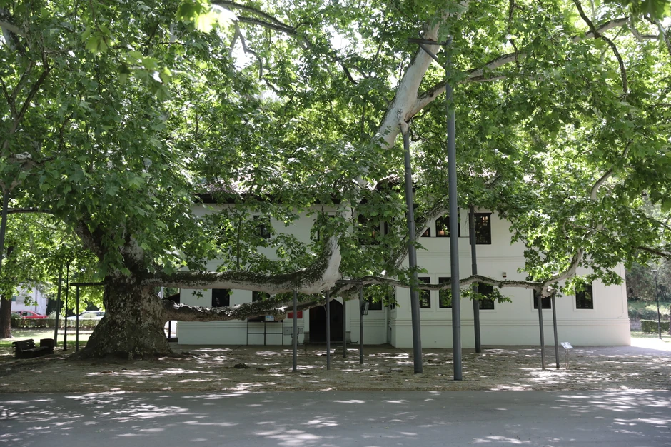 Topčiderski park i čuveni platan