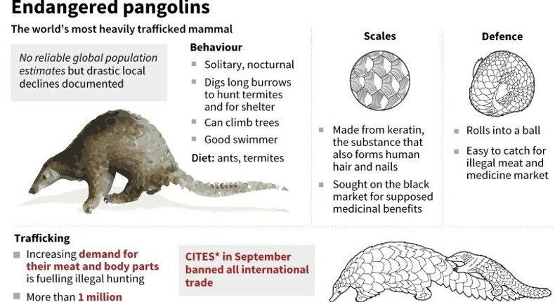 Endangered pangolins