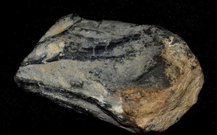 Najnovije otkriće predstavlja kljun drevnog glavonošca, nalik onome kakav imaju i današnje hobotnice (FOTO: Mark McMenamin)