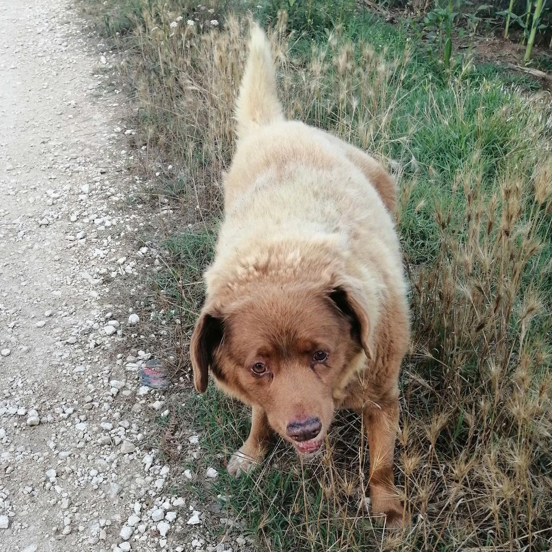 Bobi