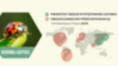 Obce gatunki zwierząt w Polsce [INFOGRAFIKA]